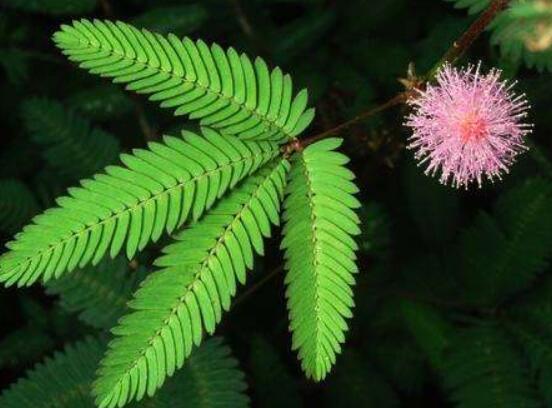 含羞草有什么功能，趣味性十足、預(yù)測天氣、凈化空氣