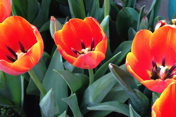 郁金香花開(kāi)多久凋謝