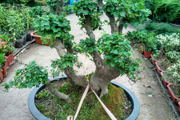 幸福樹(shù)有毒嗎，全株上下不存在任何毒性成分