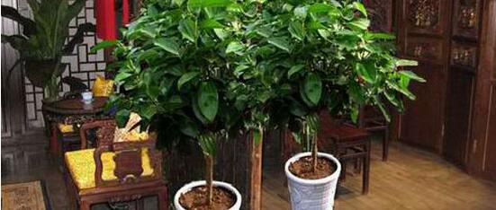 平安樹的功效與作用，保佑平安幸福