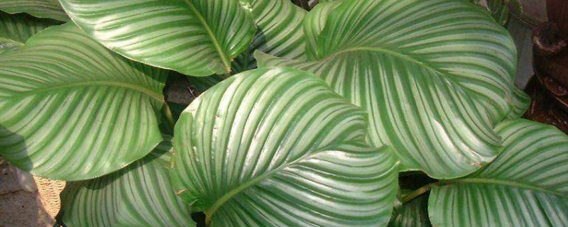 蘋(píng)果竹芋不長(zhǎng)新葉子