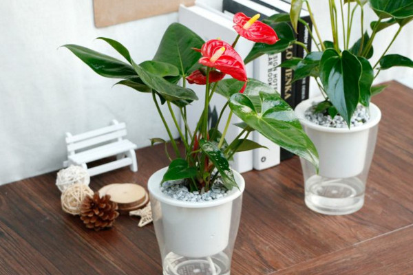 水養(yǎng)紅掌能活多久