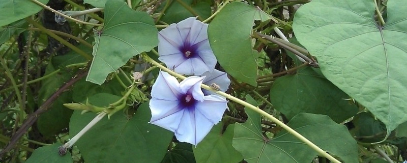 牽?；ńY(jié)果后葉子黃了枯萎了