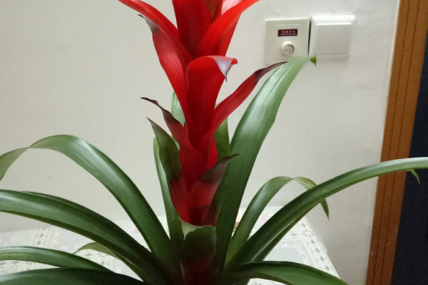 鴻運當(dāng)頭的花有毒嗎