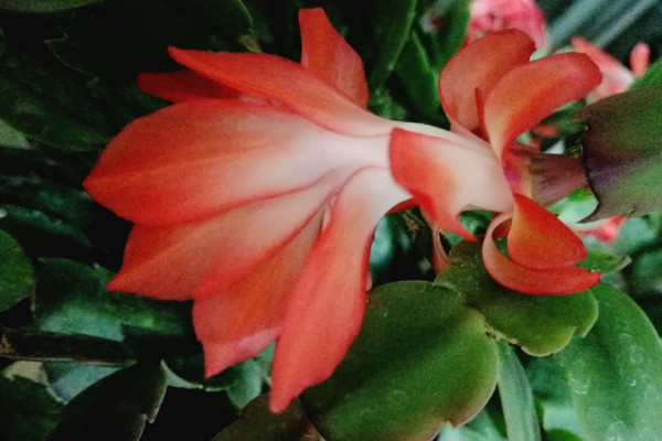 蟹爪蘭根系發(fā)達嗎