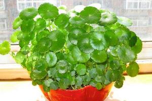 銅錢草怎么養(yǎng)比較茂盛，銅錢草的養(yǎng)殖方法