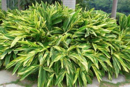 萬年青植物有幾種，盤點最令人欣賞的十大品種