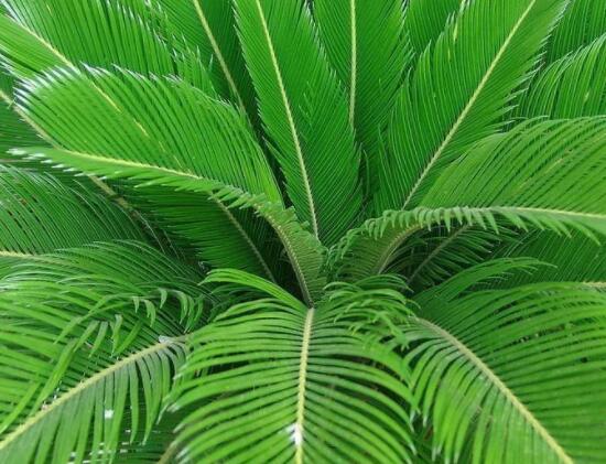 鐵樹葉片彎曲變形的原因和解決方法，教你三種最直觀有效措施