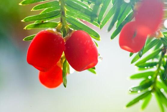 水杉與紅豆杉的區(qū)別，教你三種區(qū)別方法(葉子/果子/習(xí)性)