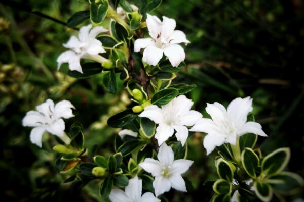 六月雪用什么盆好，青釉最好、紫砂備選