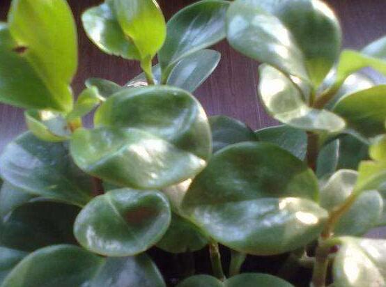 青葉碧玉怎么養(yǎng)，掌握八大核心保證你家的碧玉爆盆綠油油