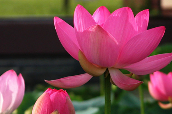 荷花不開(kāi)花時(shí)是怎樣的