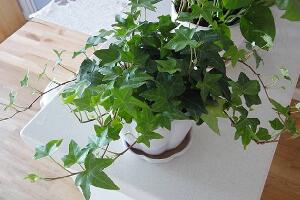 常春藤怎么養(yǎng)長得快，常春藤的養(yǎng)殖方法