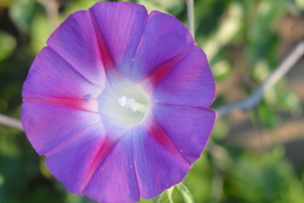 牽?；芑疃嗑? src="/nongchan/d/file/20201223/oyy50cbwdfr.jpg" / data-Yxu6="Q20xzf"></p>
<p data-P8p0="rqVJ6G">
	牽?；ǖ纳Ρ容^頑強(qiáng)，所以正常情況下都可以活2年以上，如果環(huán)境適宜，還可以活4-5年。相反，如果環(huán)境惡劣，牽?；赡軒讉€(gè)月就死了，所以在人工養(yǎng)殖的時(shí)候一定要做好養(yǎng)護(hù)措施，盡量讓它活的更久。</p>
<p data-gDBL="AvIDoq">
	<strong data-H9SF="fp5K9t">2、控制溫度</strong></p>
<p data-ia1n="WJeQLt">
	<img alt=