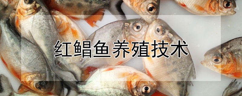 紅鯧魚養(yǎng)殖技術
