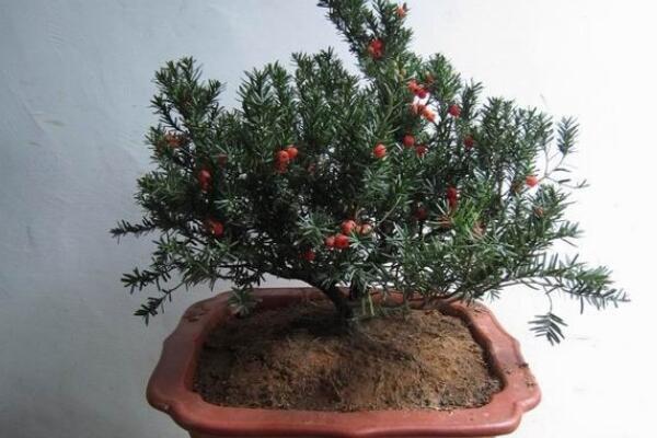 室內(nèi)養(yǎng)殖紅豆杉的方法，家庭養(yǎng)殖紅豆杉的五個要點