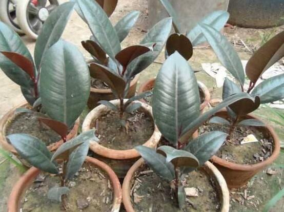 橡皮樹喜歡什么肥料，氮肥為主、磷鉀肥為輔