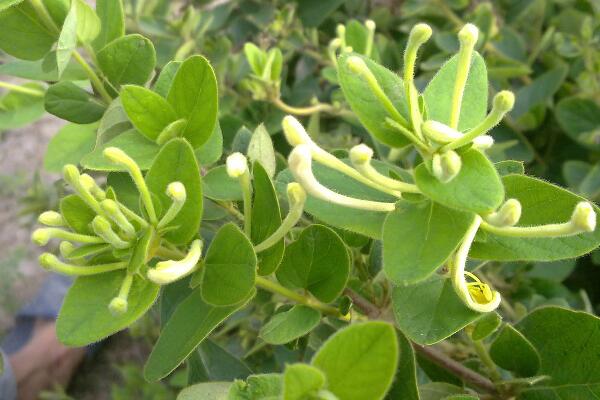 金銀花冬季如何修剪，小寒到立春之間進行修剪