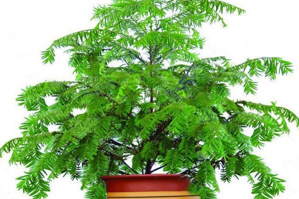 家里養(yǎng)紅豆杉吉利嗎，代表健康、長壽和不朽