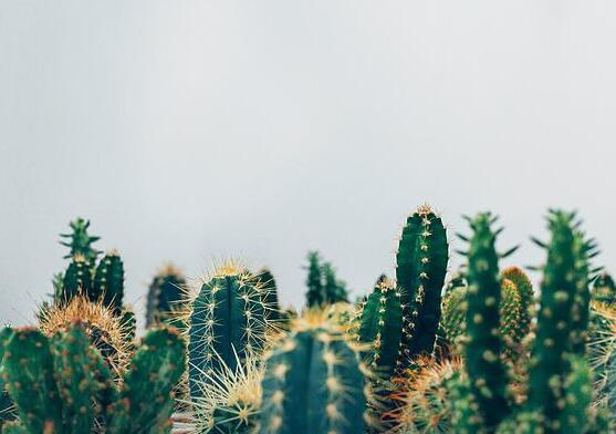 仙人掌怎么澆水和施肥，教你三個步驟便可生長枝葉翠綠
