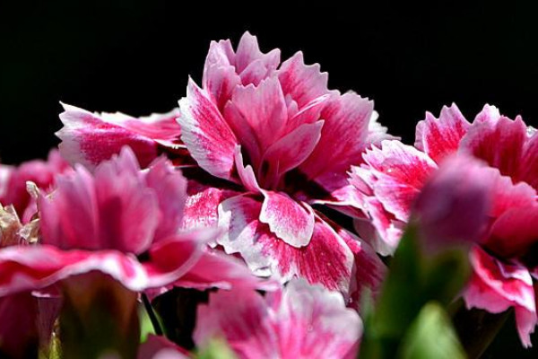 康乃馨種子什么季節(jié)種