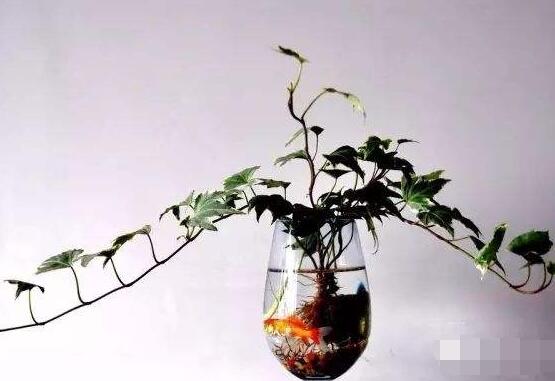 常春藤水培怎么生根快，教你六大方法快速生根
