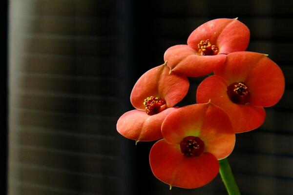 虎刺梅什么時候開花，只要養(yǎng)護得當(dāng)一年四季都能開花