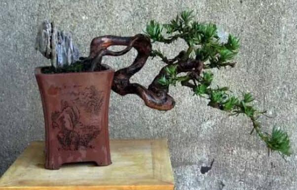 小葉羅漢松怎么養(yǎng)，掌握最佳的養(yǎng)殖方法最重要