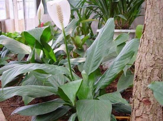 一帆風(fēng)順澆什么水好，澆淘米水、池塘水使枝葉青翠碧綠