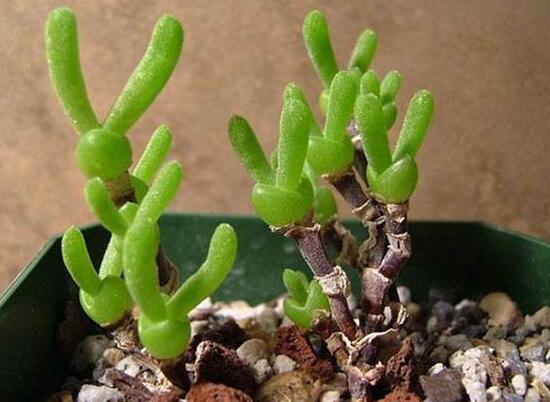 多肉碧光環(huán)種子種植，老農(nóng)總結(jié)最簡(jiǎn)單易學(xué)六點(diǎn)基本步驟