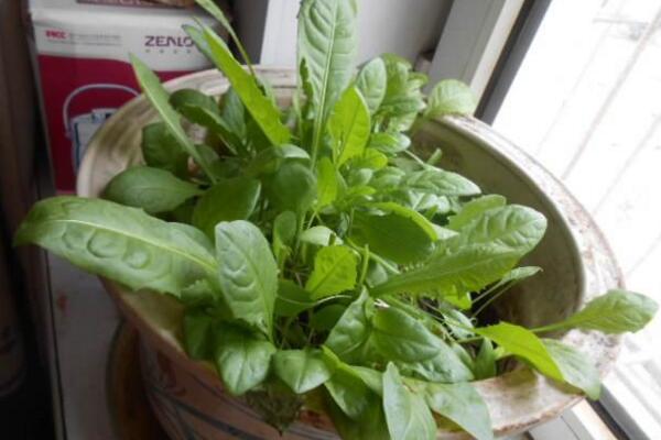 蒲公英什么時(shí)候種植，春秋季節(jié)種植成活率最高