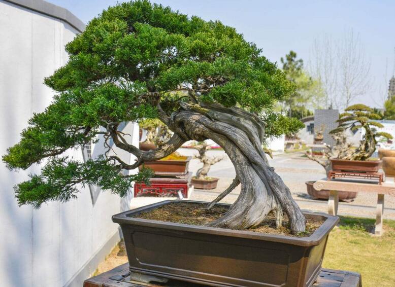 羅漢松最佳修剪時間，常年都可以進行修剪