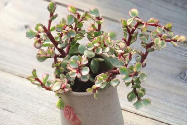 雅樂之舞好養(yǎng)殖嗎，5步教你養(yǎng)好雅樂之舞