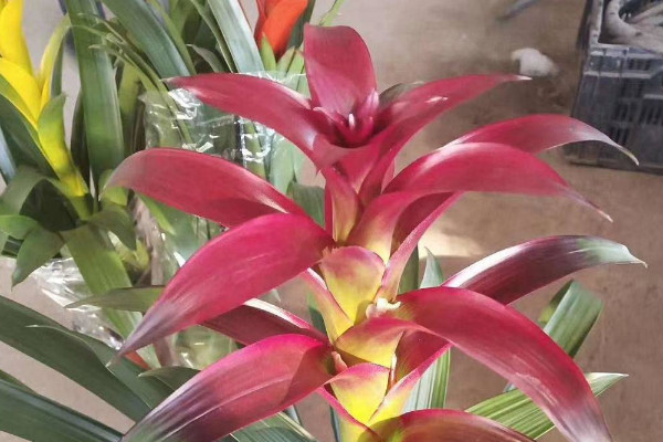 鴻運(yùn)當(dāng)頭花不紅怎么辦