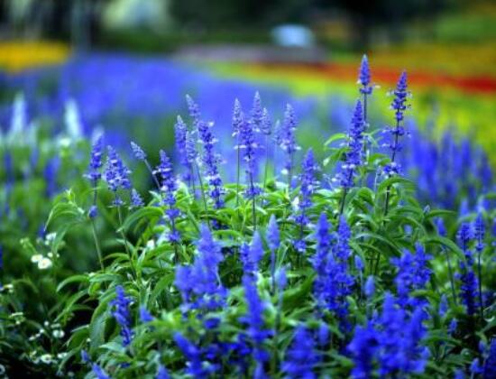 薰衣草有什么功效，舒緩修護(hù)、改善心肌、安撫神經(jīng)