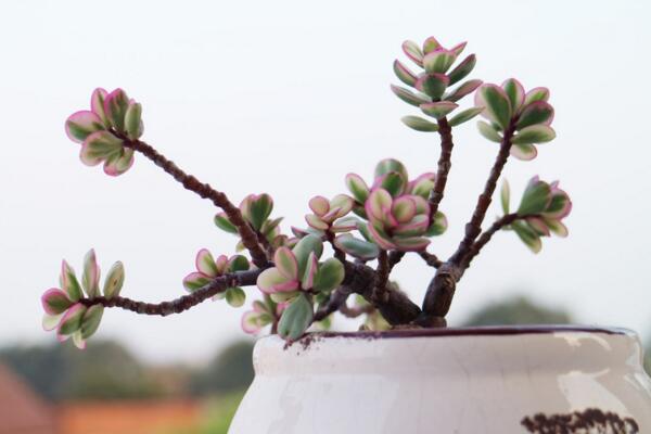 雅樂之舞夏季怎么養(yǎng)，夏季養(yǎng)殖5大要點