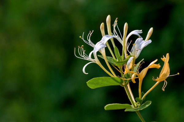 斷腸草和金銀花的區(qū)別，形態(tài)/觸感/花朵/功效不同