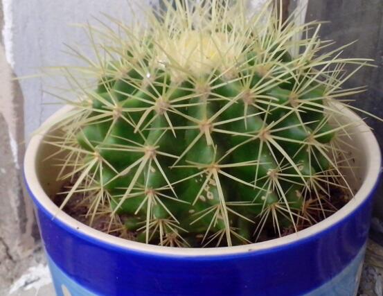 仙人球的寓意，寓意著外表堅(jiān)強(qiáng)而內(nèi)心柔軟