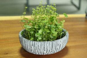 銅錢(qián)草什么時(shí)候開(kāi)花，銅錢(qián)草花期多長(zhǎng)時(shí)間（四個(gè)月）