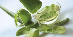 可食用的蘆薈品種大全，3種蘆薈可供食用