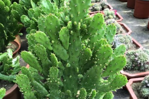 千佛手仙人掌怎么養(yǎng)