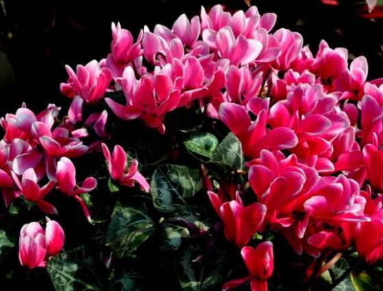 仙客來葉子嚴重發(fā)黃，老農(nóng)總結最直觀三種解決辦法