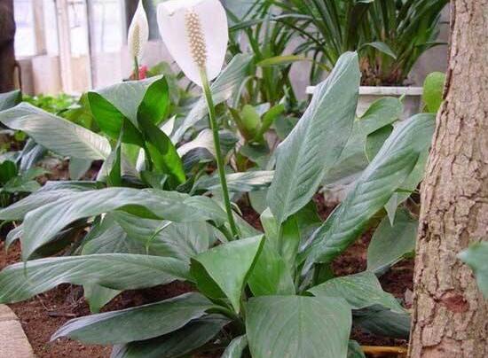 一帆風順用什么水澆，澆池塘水、淘米水生長最快