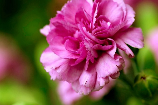 康乃馨怎么養(yǎng)時(shí)間比較久