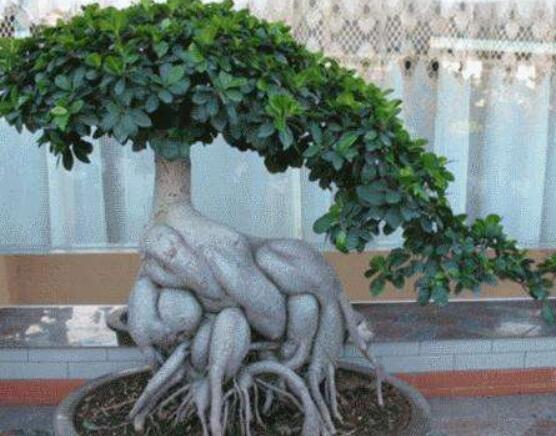 榕樹(shù)葉子發(fā)黑怎么辦，教你四種原因以及解決方法