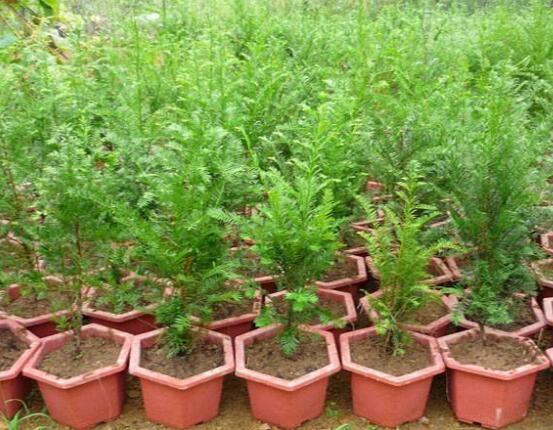 紅豆杉施什么肥好，紅豆杉施氮、磷、鉀肥最好