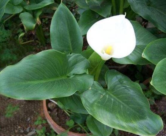 送馬蹄蓮花代表什么，不同顏色不同寓意(最深的祝福)