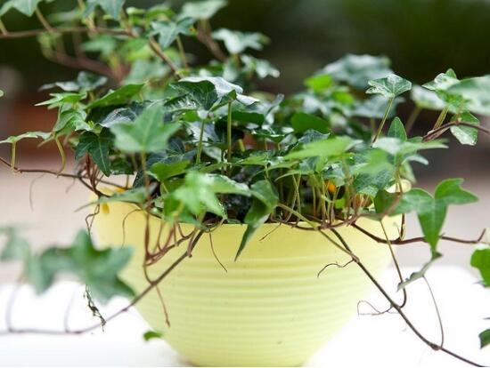 常春藤葉片干枯怎么救，老農(nóng)總結(jié)三種最有效解決辦法