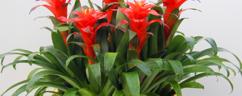 鴻運當頭養(yǎng)幾顆好