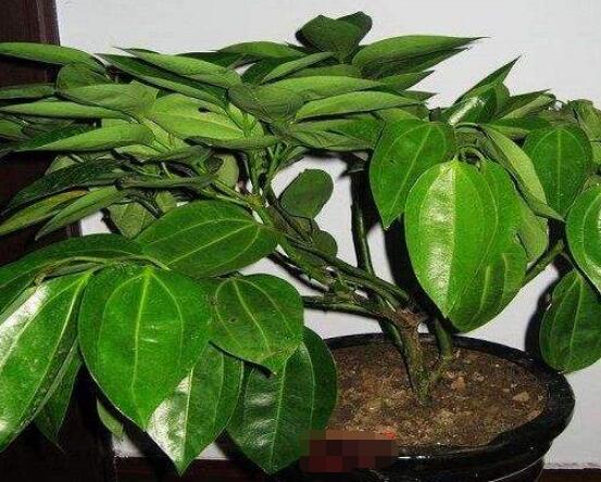 平安樹為什么不發(fā)新芽，三種原因以及解決方法